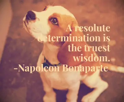 Napoleon quote