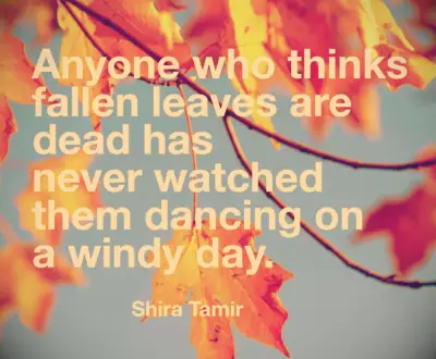 Shira Tamir fall quote