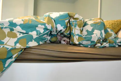 Hamburger onder dekens