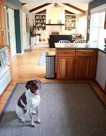 Jamie después del perro