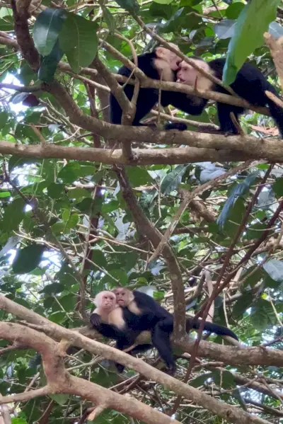 Foto's van apen die in een boom spelen in Costa Rica