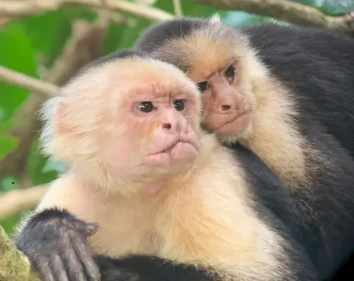 Telefotobeeld van apen in Manuel Antonio Costa Rica