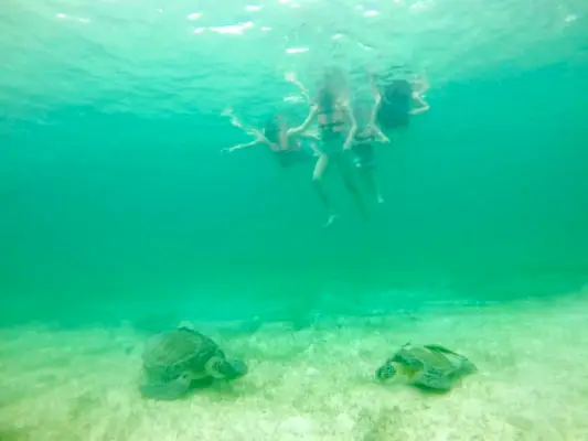 Familie snorkelen met zeeschildpadden in Akumal Bay, Mexico