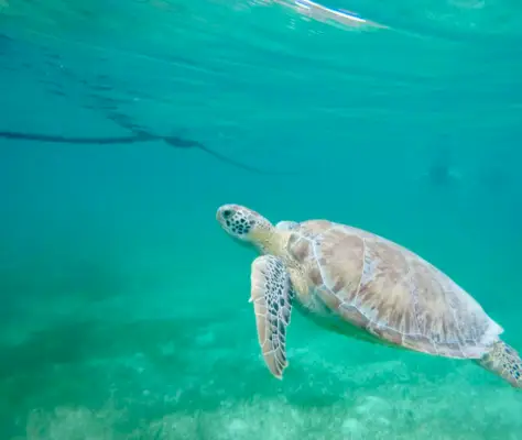 Close-up van zeeschildpadden zwemmen in Akumal Bay, Mexico