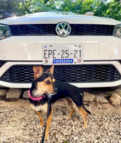 Penny de Chorkie voor de kentekenplaat van Chihuahua-autoverhuur
