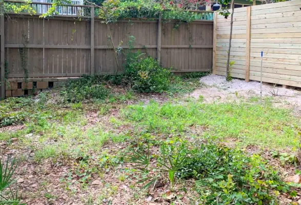 A medence melletti udvar gyomnövényzete előtt