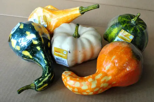 Usar calabazas para hacer decoración de otoño