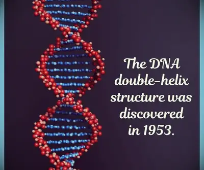 A DNA double-helix that was discovered in 1953.