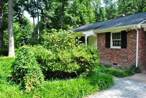 Árvore grande arbusto antes