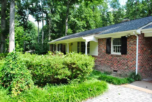 Árvore grande arbusto depois