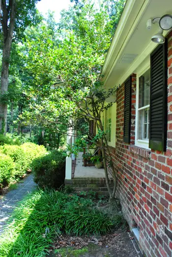 Árvore antes do lado