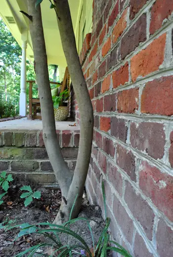 Árvore antes do tronco