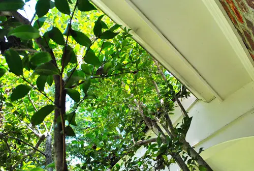 Árvore antes do telhado das folhas