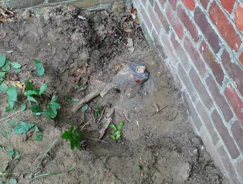 Corte de raízes de árvores