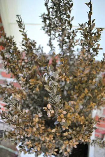 Moeders Krokant Buxus