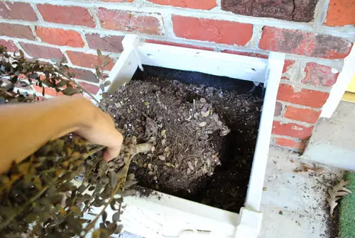 Moeders halen buxus eruit