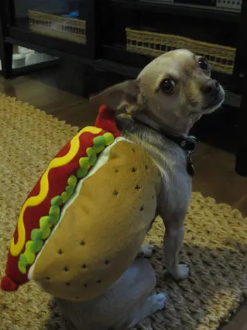 hambúrguer-cachorro-quente2