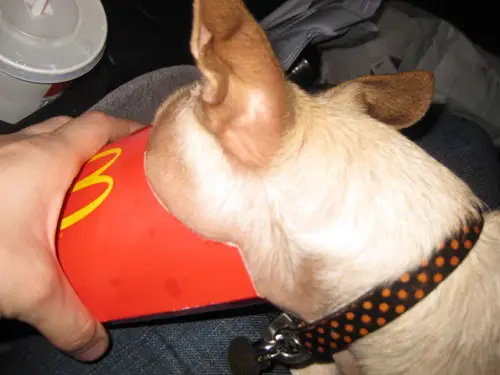 Uma viagem para Savannah